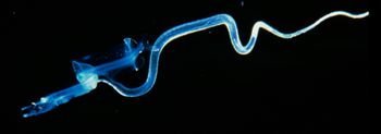 Media type: image; Ichthyology 98888